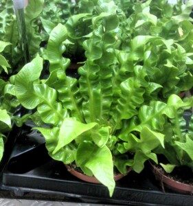 pesaraunioinen-asplenium-nidus-281x300-2212436