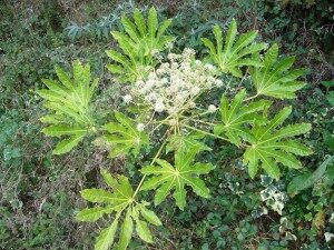 huonearalia-fatsia-japonica-commons-300x225-5014794