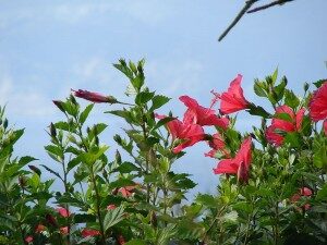 kiinanruusu-hibiscus-rosa-sinensis-commons-300x225-1332501