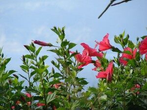 kiinanruusu-hibiscus-rosa-sinensis-commons-300x225-5347654