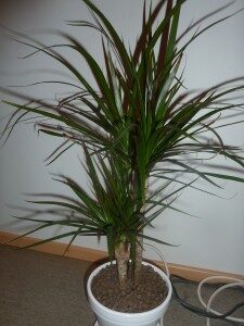 reunustraakkipuu-dracaena-marginata-225x300-2380814