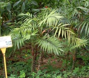 vuoripalmu-chamadorea-elegans-commons-300x263-3412106