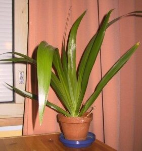 apostolinmiekka-neomarica-northiana-commons-281x300-4308444