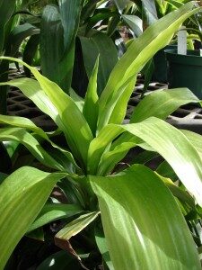 tuoksutraakkipuu-dracaena-fragrans-commons-225x300-1013217