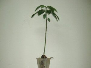 avokado-persea-americana-commons-300x224-5271298