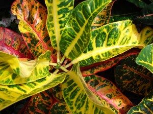 ihmepensas-codiaeum-variegatum-commons-300x225-6528085