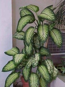 kirjovehka-dieffenbachia-seguine-225x300-5646014