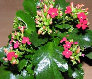 tulilatva-kalanchoe-blossfeldiana-commons-300x258-5004187