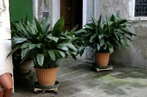 tuonenkieli-aspidistra-eliator-commons-300x199-7989029