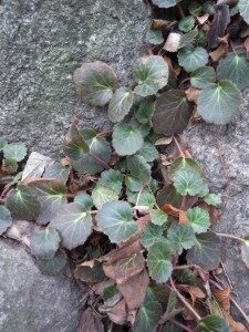 aaroninparta-saxifraga-stolonifera-commons-225x300-7575653