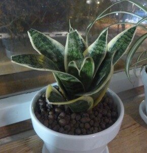 anopinkieli-sansevieria-trifasciata-290x300-9779904