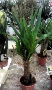 jukkapalmu-yucca-elephantipes-174x300-6757867