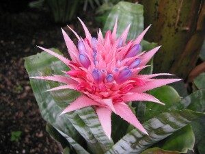 kirjohuisku-aechmea-fasciata-commons-300x225-1996592