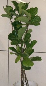 lyyraviikuna-ficus-lyrata-commons-162x300-2040023