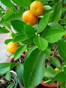 mandariinipuu-citrus-reticulata-commons-225x300-6127403