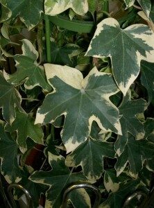 murattiaralia-fatshedera-lizei-commons-222x300-9005092