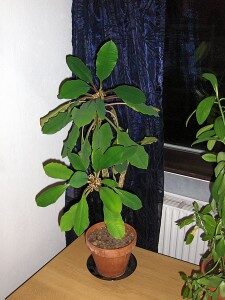 nukkatyrakki-euphorbia-leuconera-commons-225x300-6829236