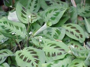 paavonnukkumatti-maranta-leuconera-commons-300x225-3097398