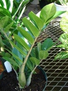 palmuvehka-zamioculcas-zamiifolia-commons-225x300-5549178