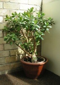 rahapuu-crassula-ovata-commons-212x300-8058190