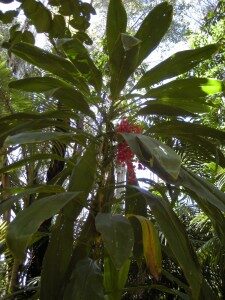 verililjapuu-cordyline-fruticosa-commons-225x300-3450068