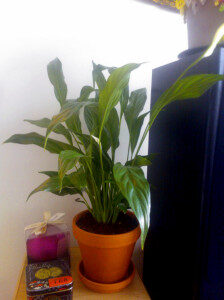 viirivehka-spathiphyllum-224x300-4863773